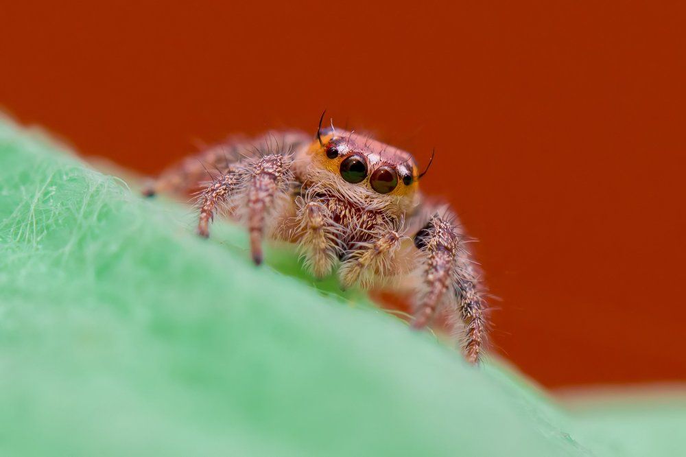 Macro of a Spider