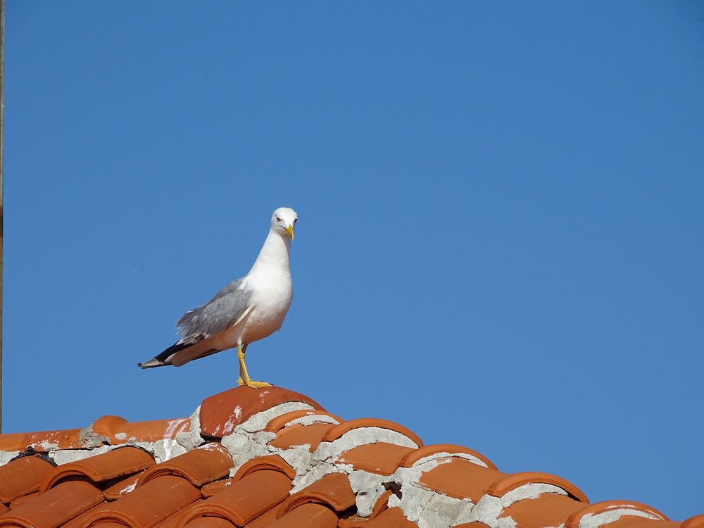 Photograph by Pavlin Petrinsky