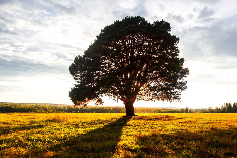 300 летняя сосна