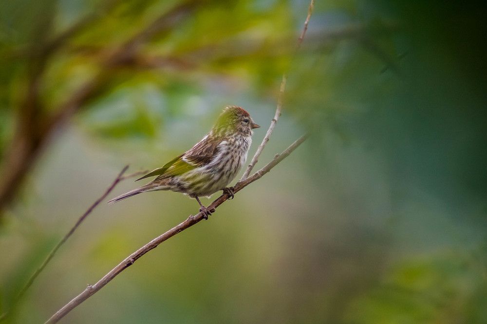 Самец Чечётки
