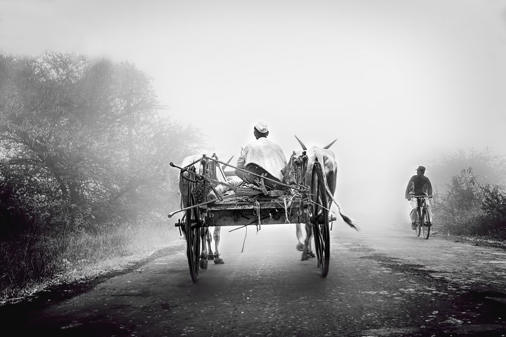 bullock cart on foggy morning