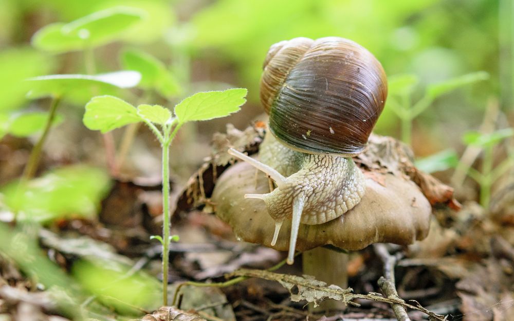 Гриб, гриб, я тебя съем!