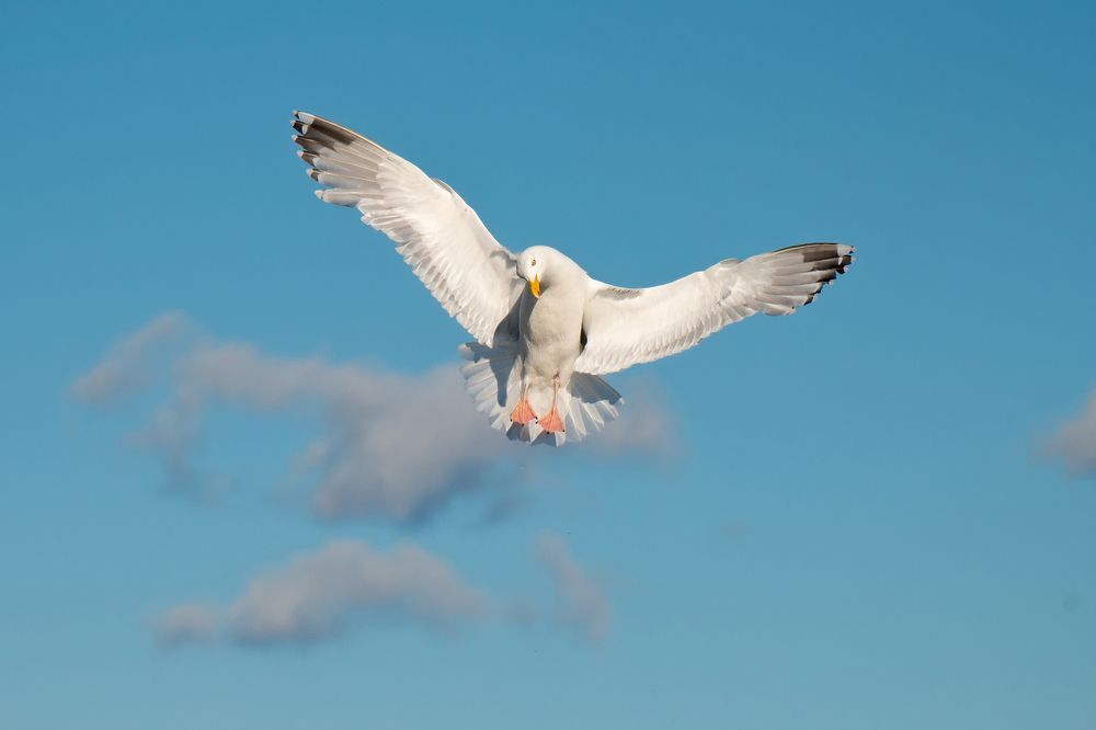 Чайка в образе
