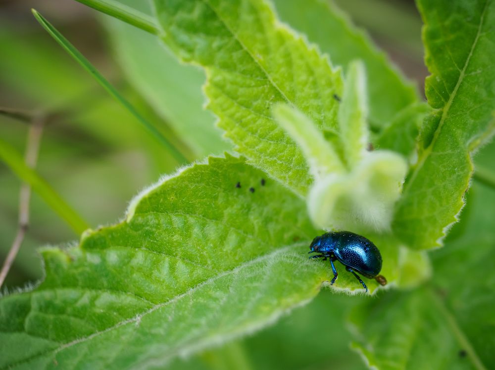 Chrysolina coerulans