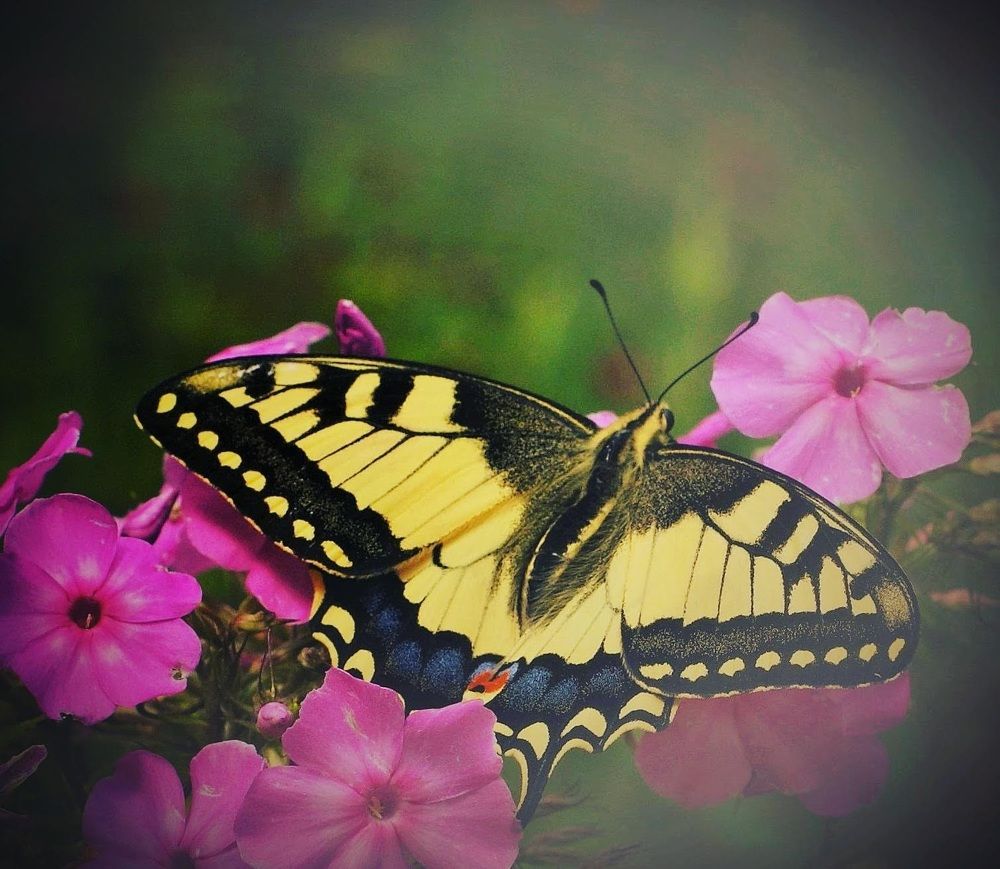 Бабочка на флоксах.