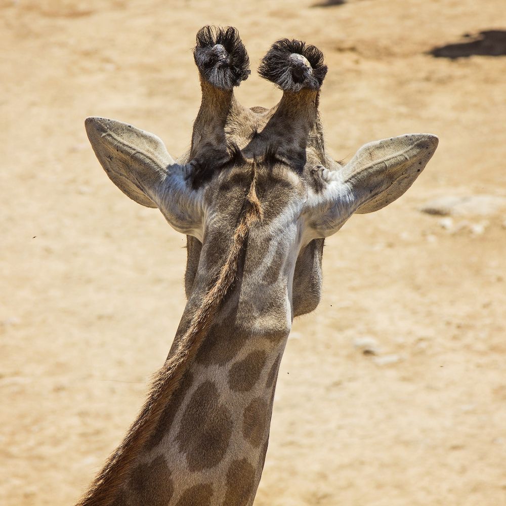 Жирафьи рожки