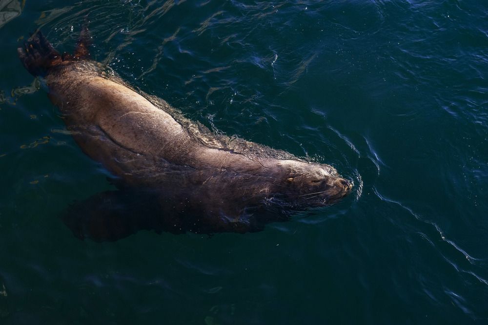 Сивучи в городе. Sea lions in the town.