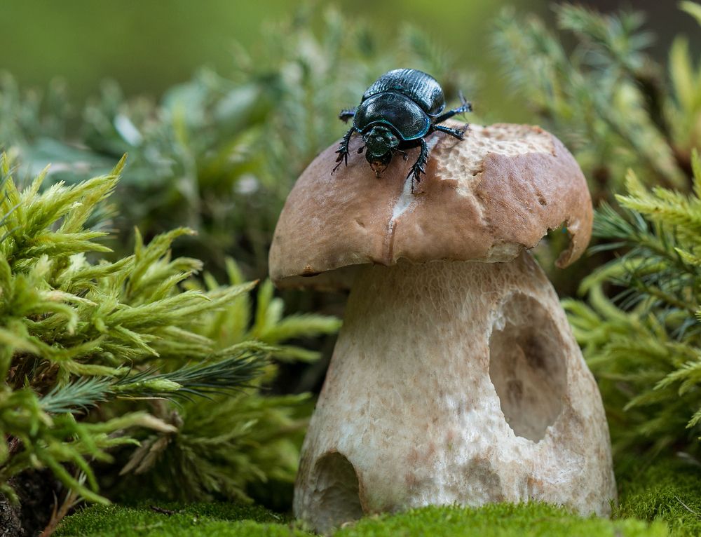 Съесть - не съел, но понадкусывал...