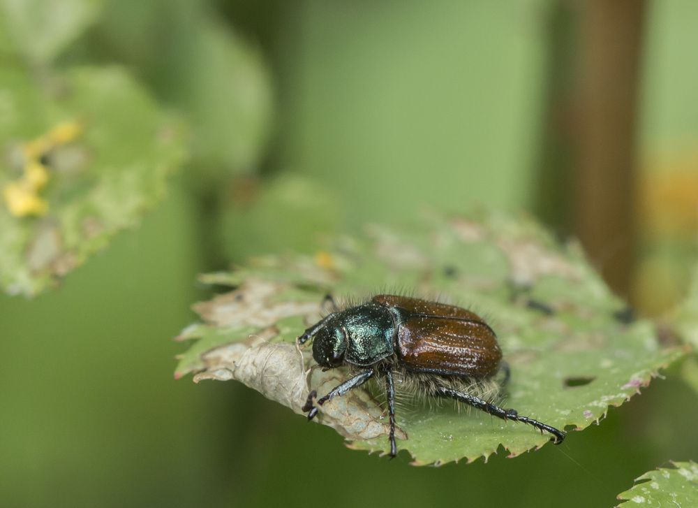 Завидный аппетит.