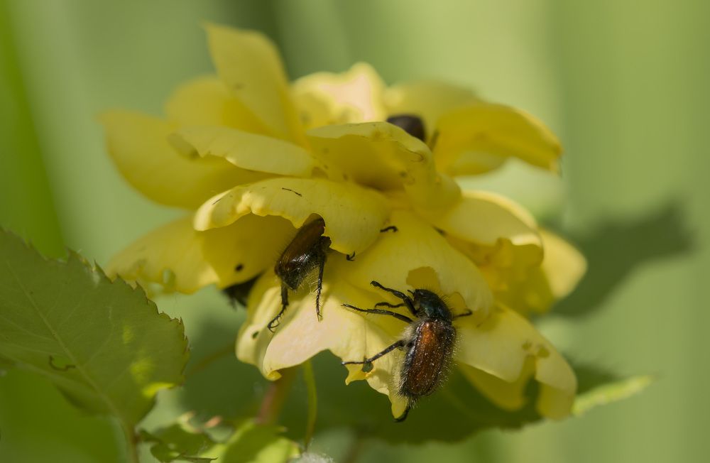 Пожиратели розы