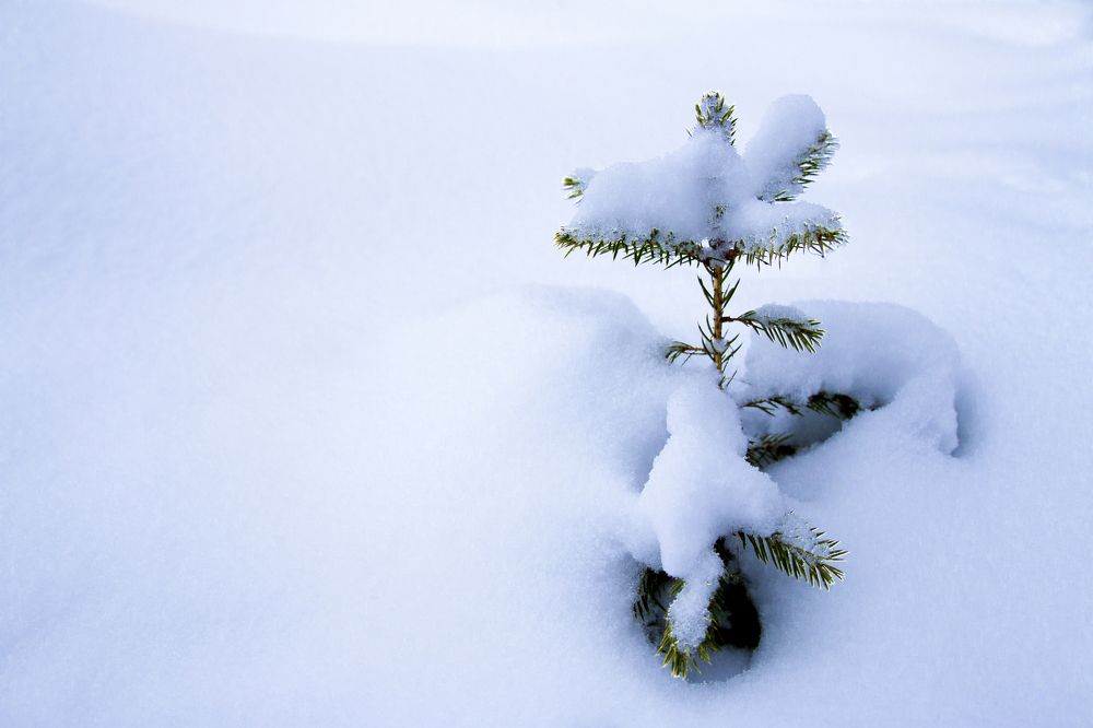 Маленькая ёлочка.
