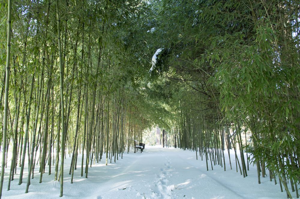 Бамбуковая аллея