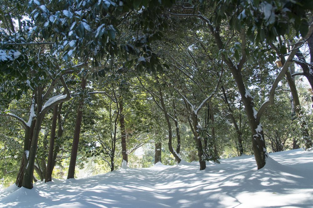 В краю магнолий...снег пушистый