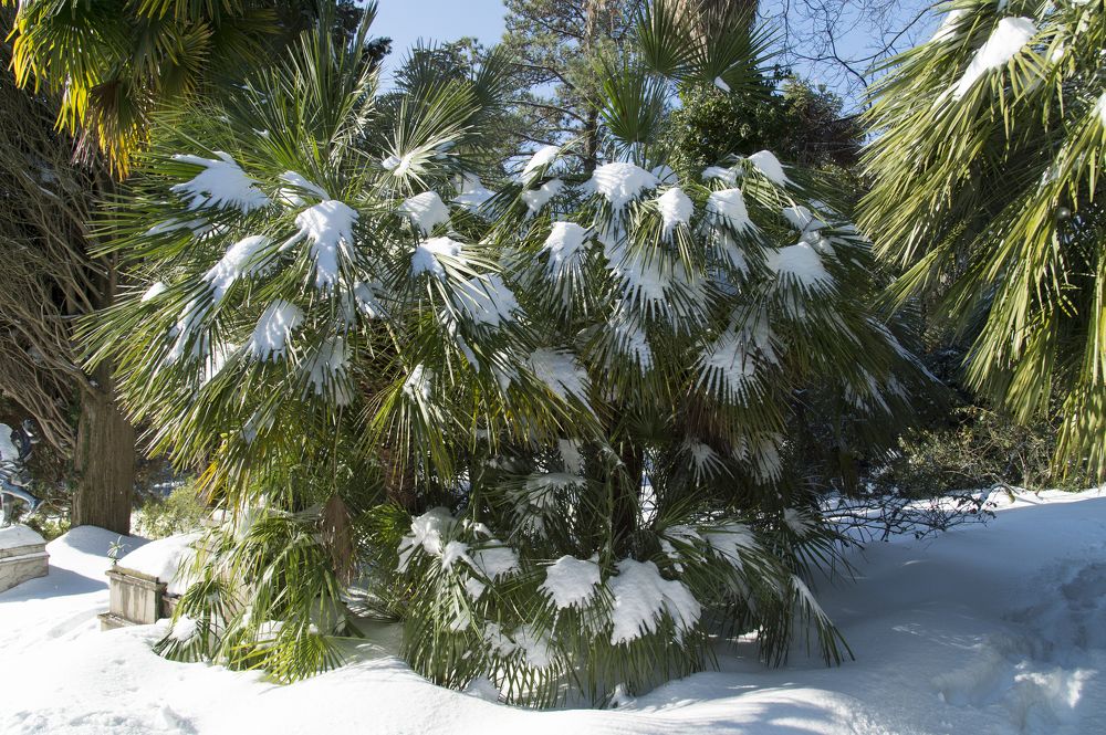 Снежная пальма