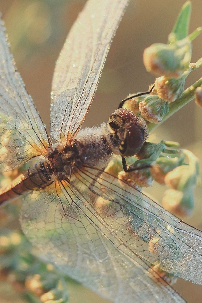 Photograph by Фролова Евгения