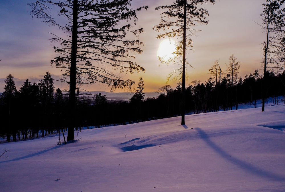 Солнце на сосновой ветке