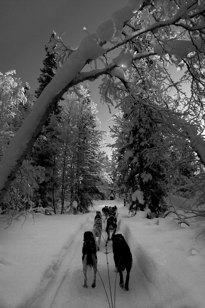 Through the snowy woods