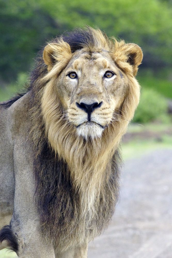 The Asiatic Male Lion King