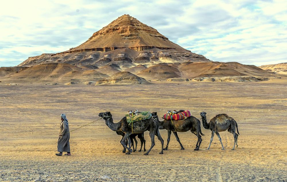 Camel Caravan