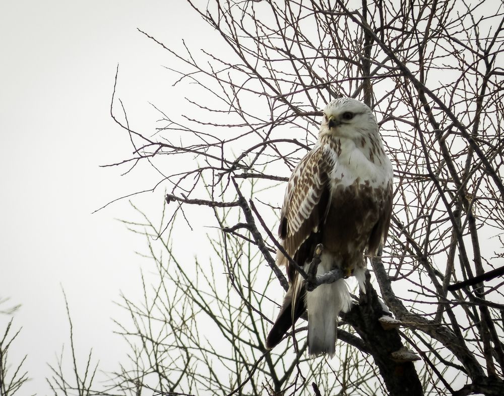 Канюк мохноногий