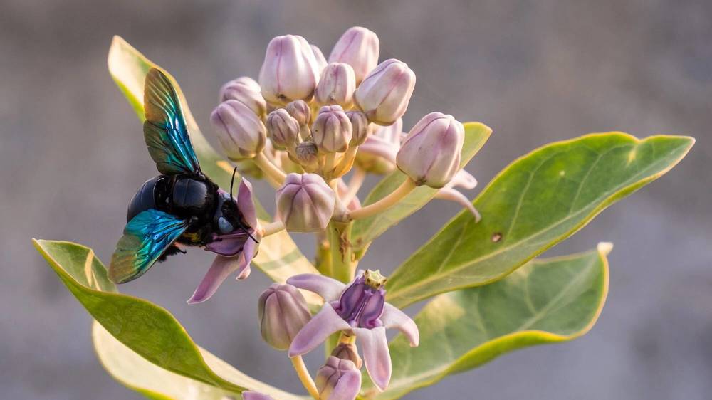 Пчела-плотник и Содомское яблоко