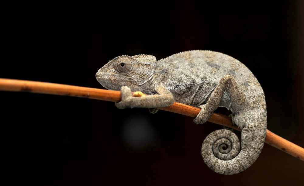 chameleon