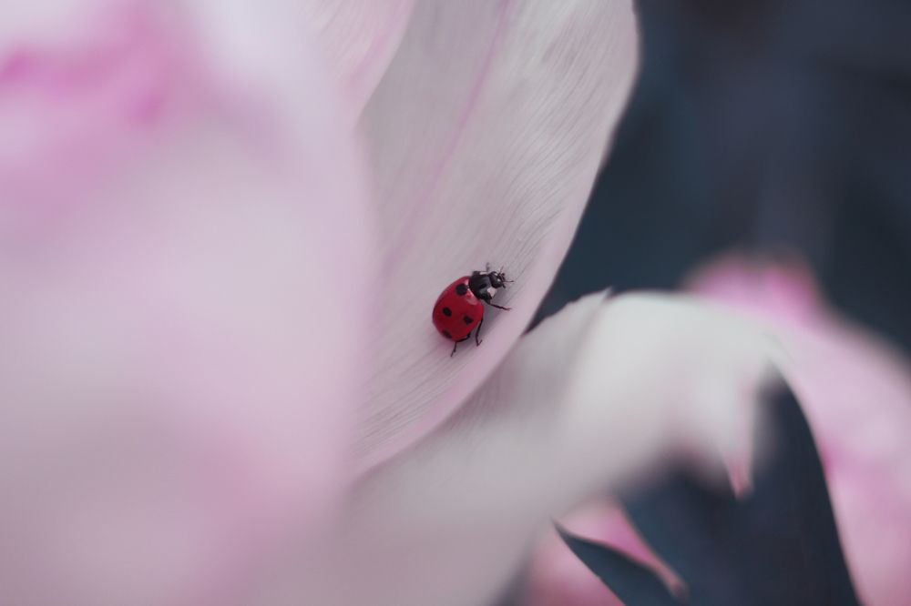 В розовых облаках