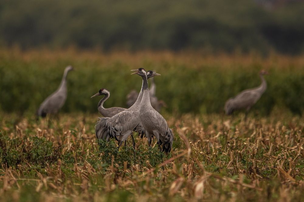 "Журавлиное утро"