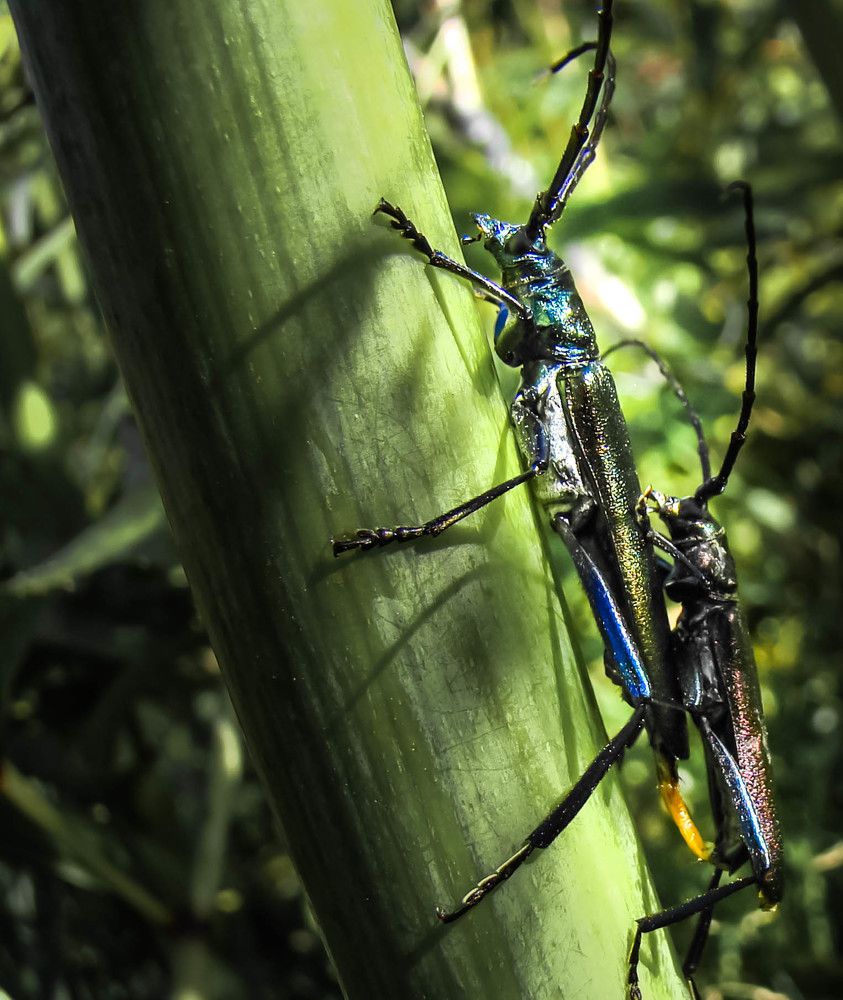 И снова любовь