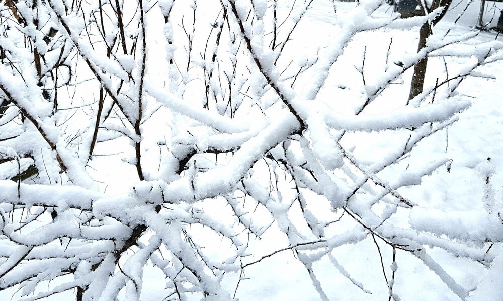 Winter landscape