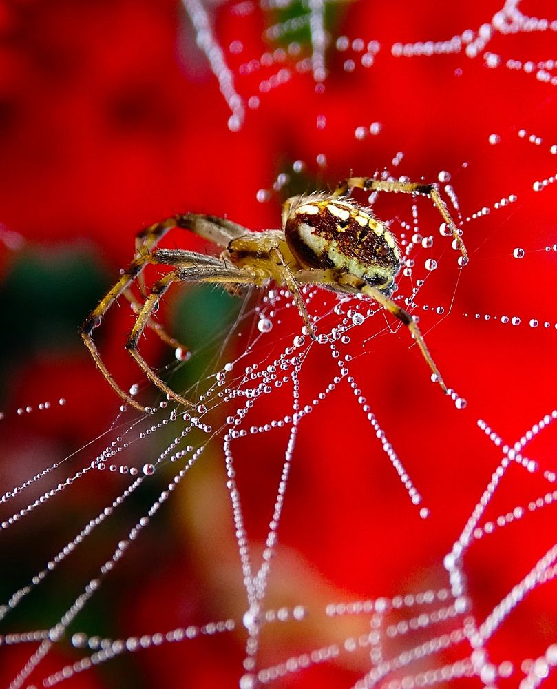 Паук in red