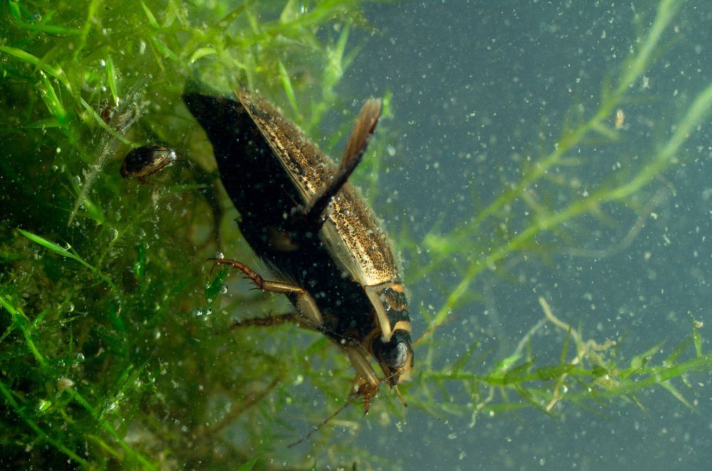 Большой и маленький