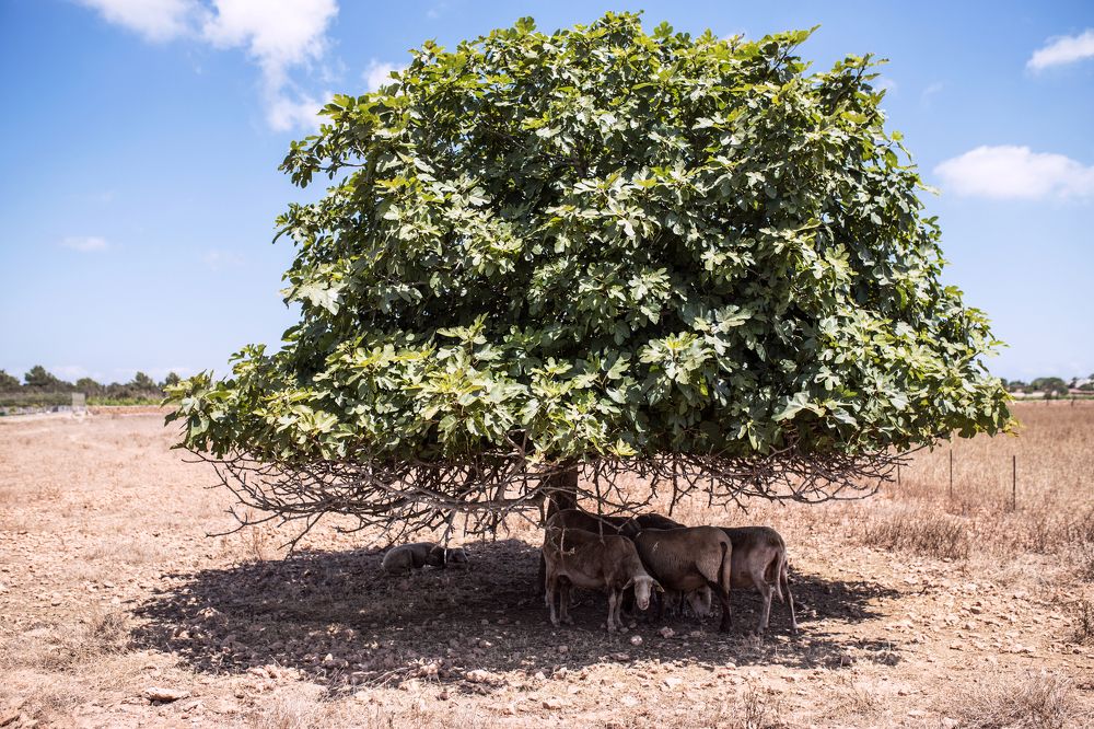 Este calor me abrasa