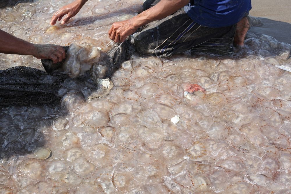 Fish nets are full of jellyfish