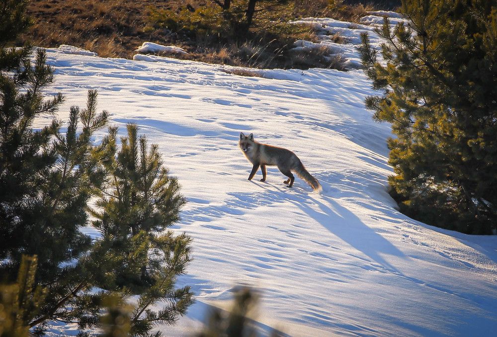 нежданчик в лесу..