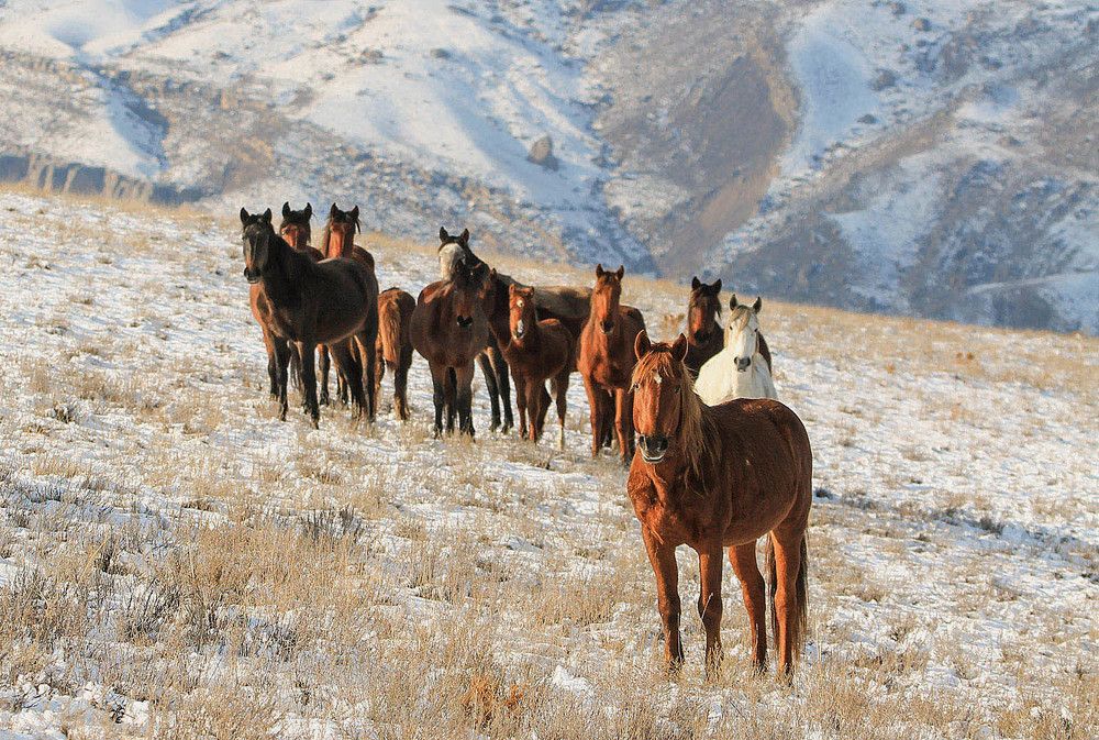 Дикие лошади..