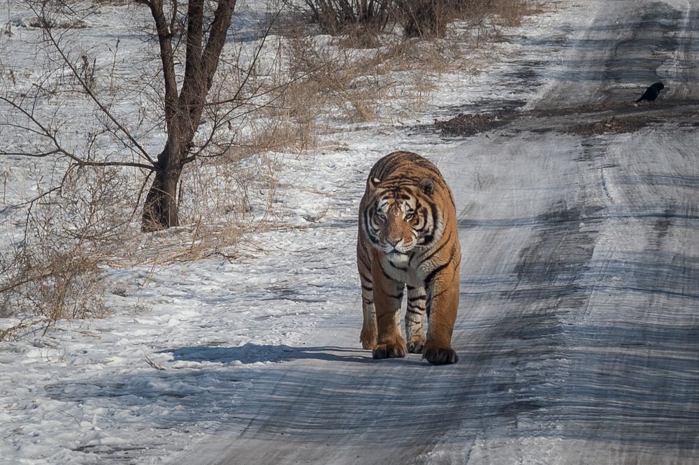 Амурский тигр переходит дорогу