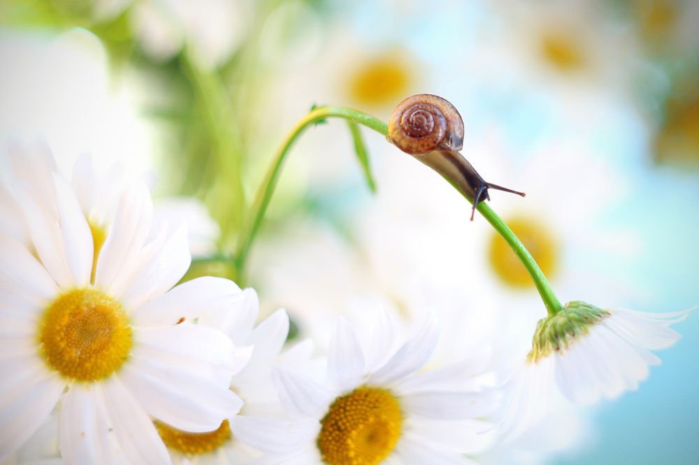 Ромашковый мостик