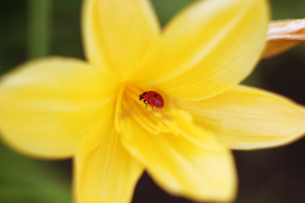 Мой желтый домик