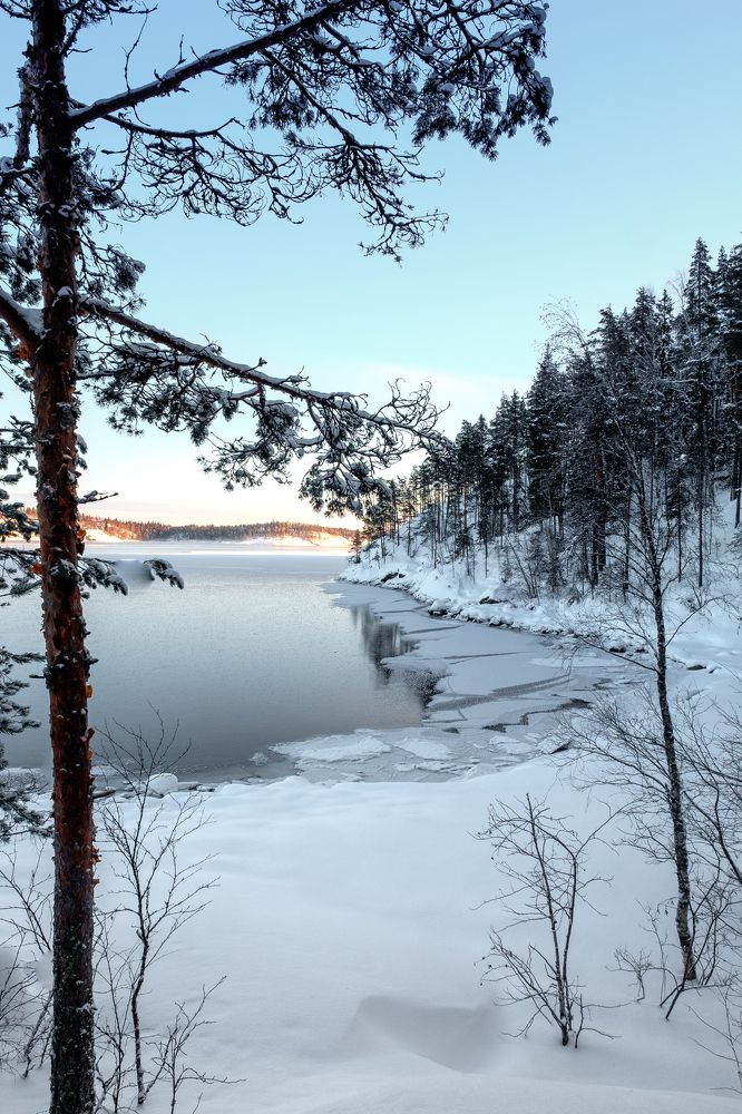 Karelian forest