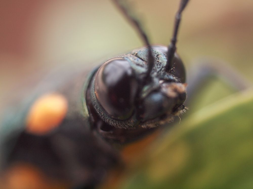 Tough Flying Insects