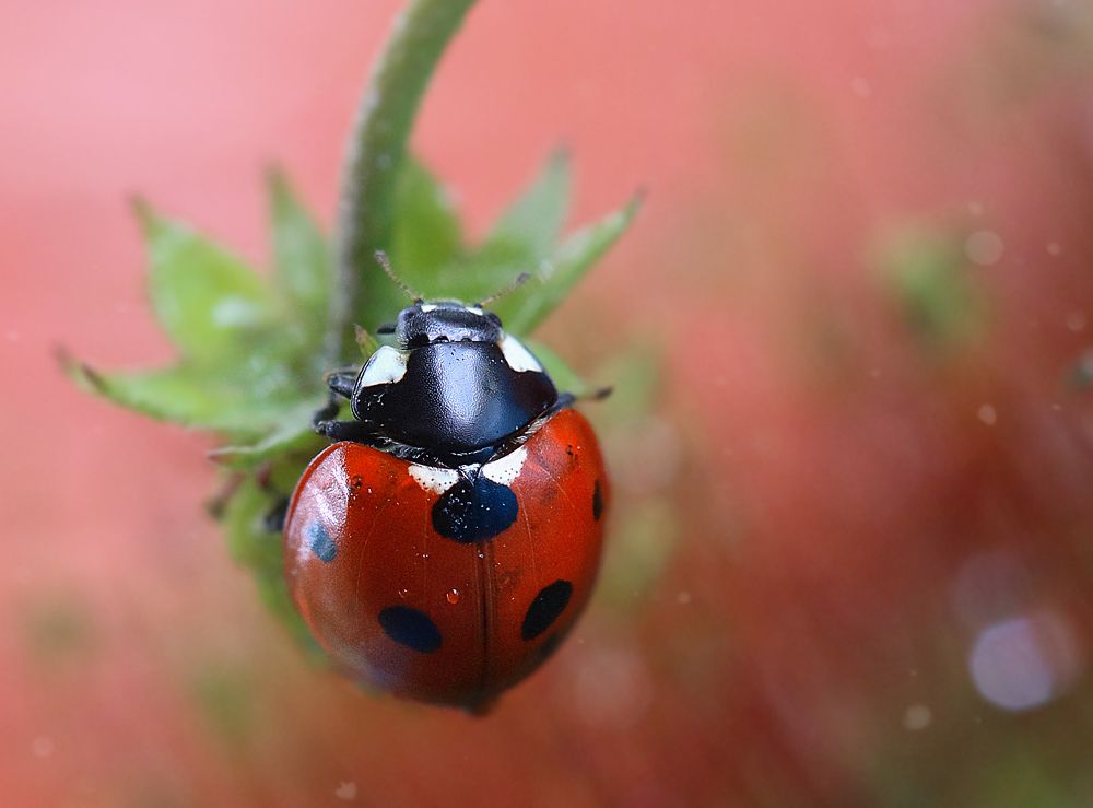 В розовых тонах
