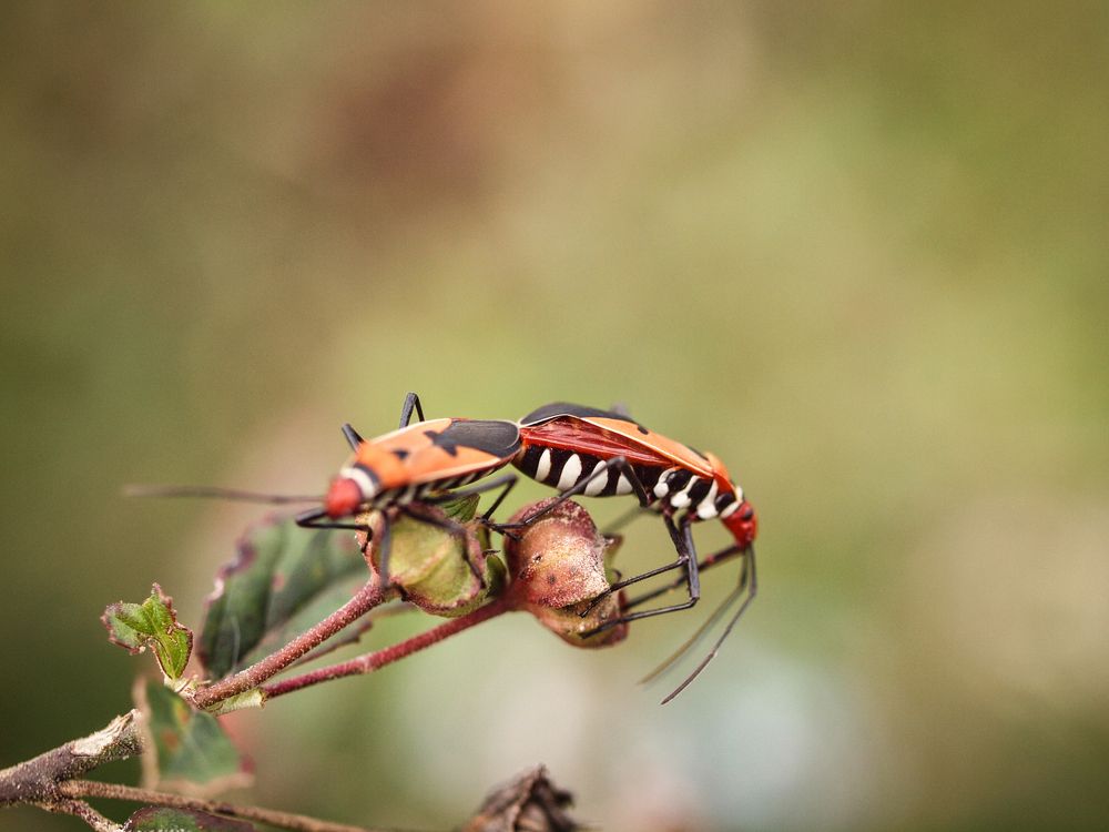 romance of the insect