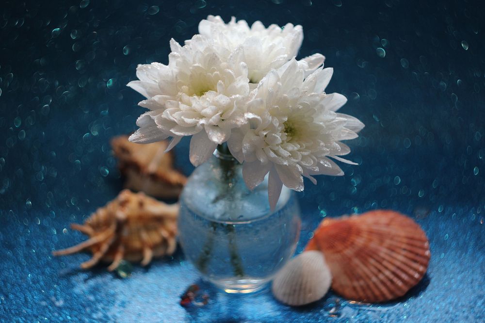 Морской натюрморт