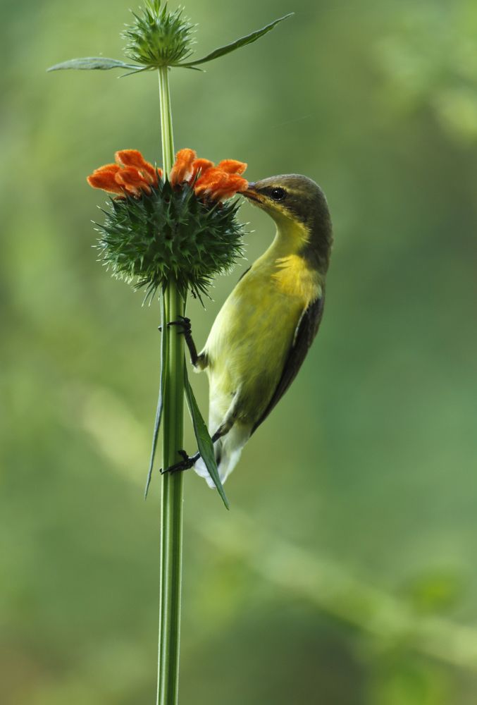 Love For Nectar