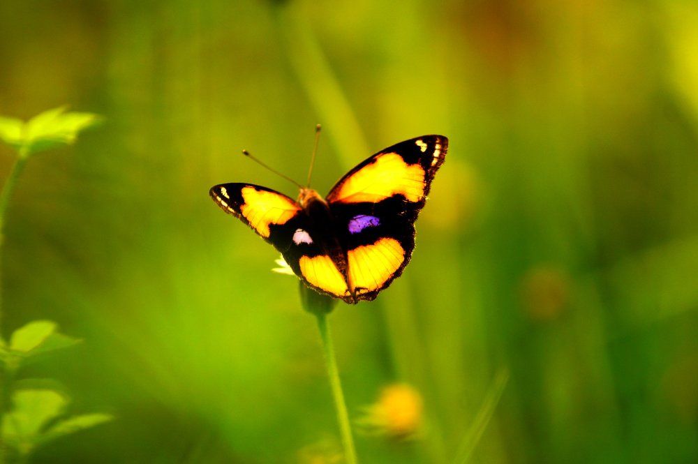 Insect consuming pollen of flowers