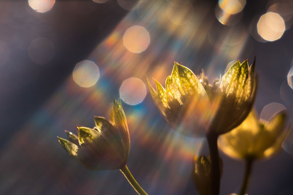 Photograph by Юлия (Метафора Души) Кузьменко