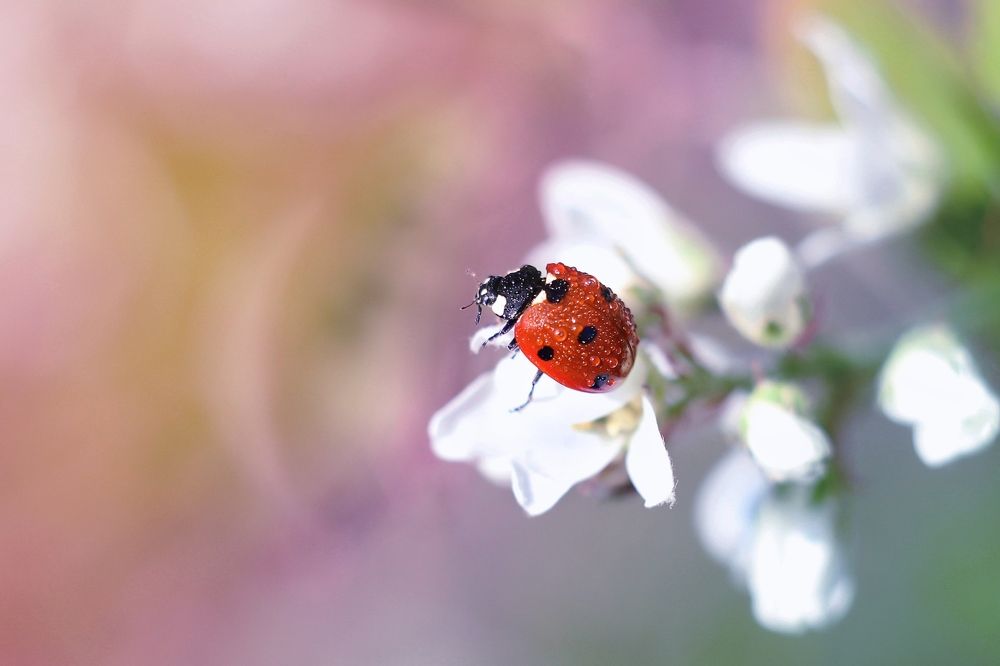 В грёзах о лете