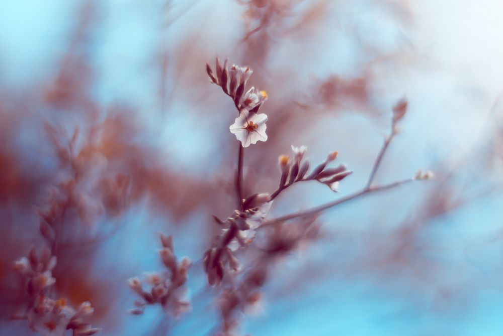 Photograph by Юлия (Метафора Души) Кузьменко