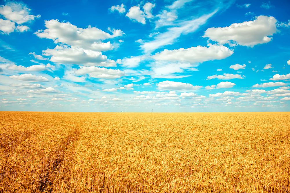 Бескрайнее поле